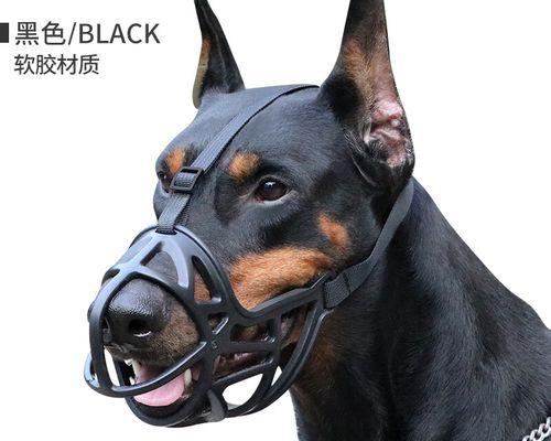 小猫为什么会一直叫乱咬（探究小猫行为的原因和解决方法）