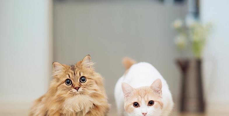 宠物小猫拒绝进食怎么办（小猫一直叫也不吃饭）