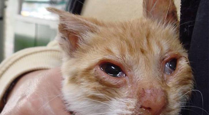 小猫为何一直流鼻涕却不打喷嚏（探究宠物鼻涕异常的原因及解决方法）