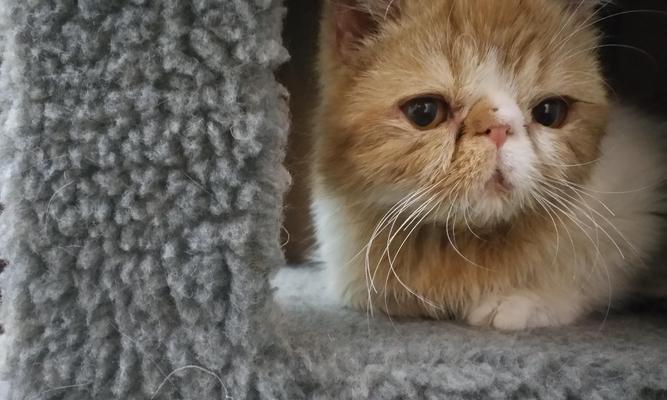 小猫为何一直流鼻涕却不打喷嚏（探究宠物鼻涕异常的原因及解决方法）