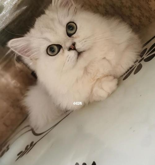 小猫为何一直流鼻涕却不打喷嚏（探究宠物鼻涕异常的原因及解决方法）