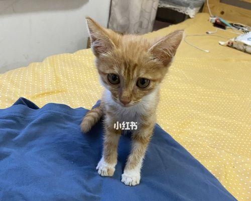 宠物小猫为何一直呕吐（呕吐原因）