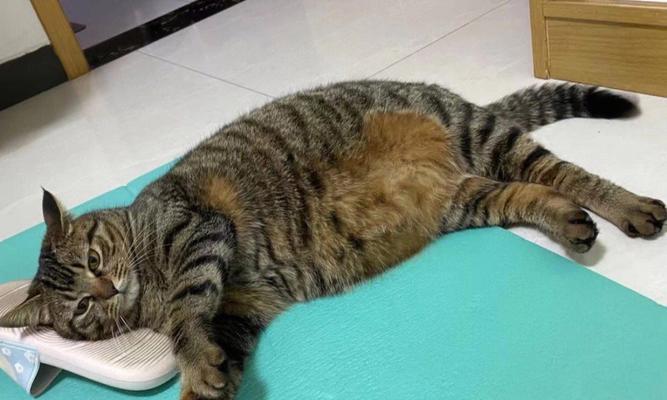 小猫尿尿频繁（宠物主人必读）