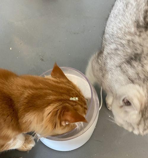 宠物小猫喝水太多怎么办（如何控制宠物小猫的饮水量）