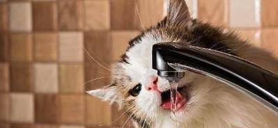宠物小猫喝水太多怎么办（如何控制宠物小猫的饮水量）