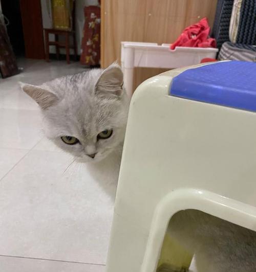 宠物猫一周未排便！该如何处理（小猫便秘应该怎么办）
