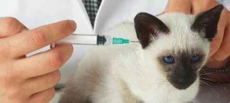 小猫接种疫苗后第二天能洗澡吗（如何正确给宠物洗澡）