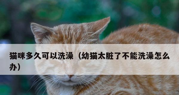 小猫接种疫苗后第二天可否洗澡（宠物疫苗接种后的注意事项与护理技巧）