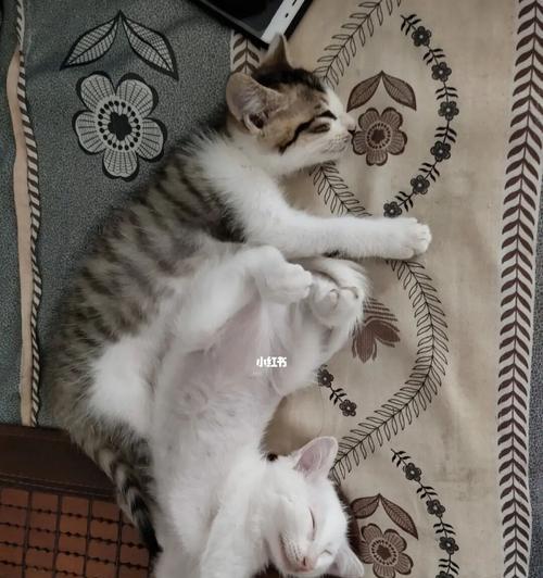 小猫的饮食之道（如何科学合理地喂养小猫）