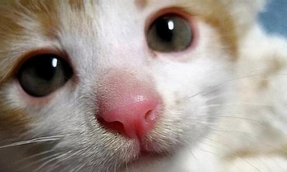 宠物小猫为什么会有眼泪和鼻涕（探究小猫流鼻涕和眼泪背后的原因）
