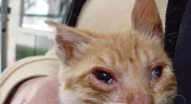 宠物小猫为什么会有眼泪和鼻涕（探究小猫流鼻涕和眼泪背后的原因）