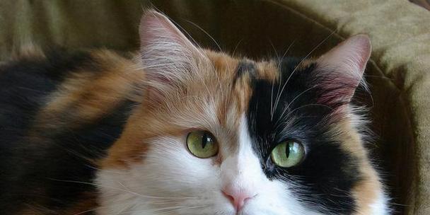 宠物小猫有毛病怎么办（全面解析小猫生病的原因和治疗方法）