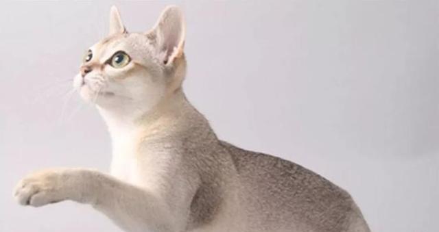 小猫的可爱特点（探索小猫的性格与习性）
