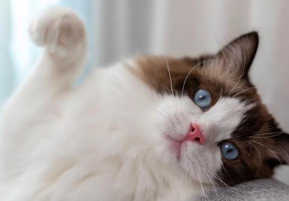 探秘小猫的特征与特点（了解宠物小猫的个性与特质）