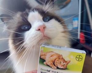 小猫有绦虫该如何治疗（选择合适的药物治疗）