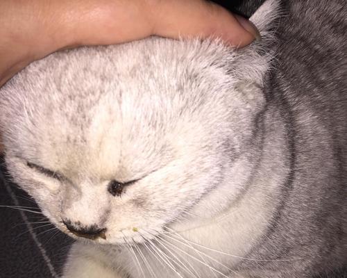 小猫眼屎问题详解（宠物主人必知的眼屎问题处理方法）