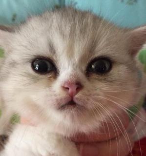 小猫眼屎问题详解（宠物主人必知的眼屎问题处理方法）