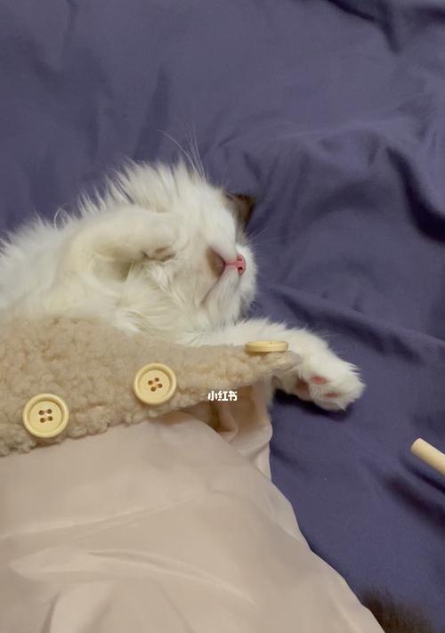 宠物小猫持续拉吐疲惫不堪如何解决（小猫拉吐并持续疲惫的原因及解决方法）