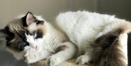 小猫突然又吐又拉，竟然站不稳（宠物疾病警报）