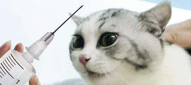 小猫育苗打几针，养宠必备（关于如何为宠物猫做好育苗接种的指南）