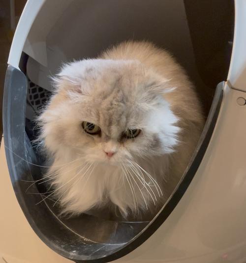 宠物小猫不便秘，健康快乐成长的7个技巧（小猫拉屎两天不出现）