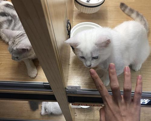宠物小猫不便秘，健康快乐成长的7个技巧（小猫拉屎两天不出现）