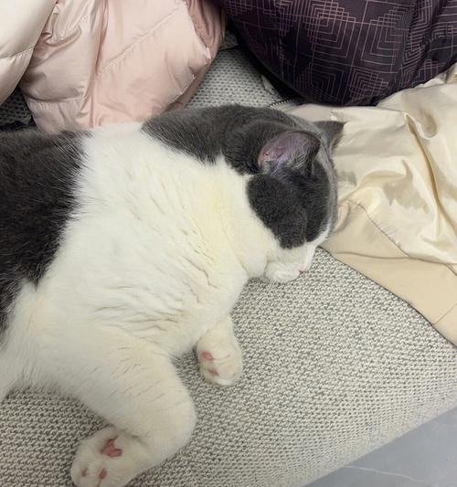 渴望里拉屎的小猫的故事（如何让宠物享受健康舒适的生活）