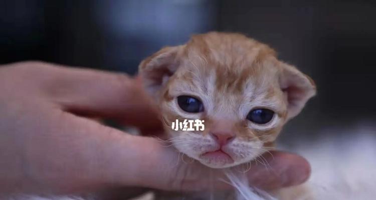 小猫在新家适应无忧（宠物带来家庭的温暖与快乐）