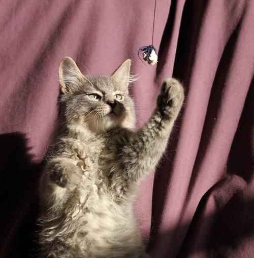 夜游小猫的世界（探秘小猫夜行的奥秘）