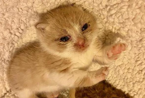 小猫为什么会得猫瘟（宠物猫瘟病的症状和预防方法）