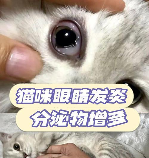 小猫眼睛发炎的原因及治疗方法（以宠物为主）