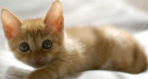 如何检查宠物猫是否患有弓形虫（以小猫为例）