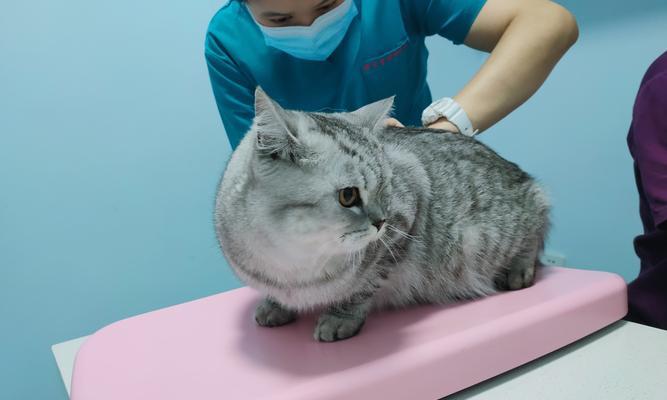 如何检查宠物猫是否患有弓形虫（以小猫为例）