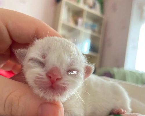 探究小猫为何不吸奶（以宠物为主）