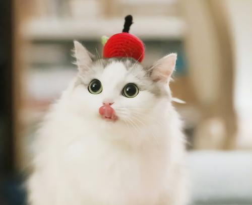 小猫为什么会涨肚（探究小猫涨肚的原因及预防方法）
