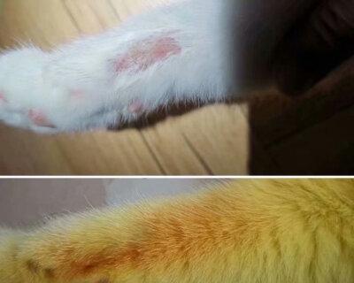 小猫真菌性脱毛症，如何治疗？