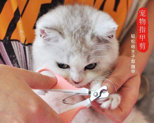 小猫指甲断了发臭，这是为什么（探究宠物指甲发臭的原因与解决方法）