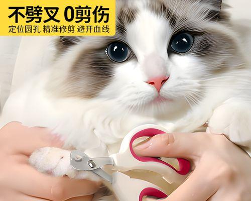 小猫指甲断了发臭，这是为什么（探究宠物指甲发臭的原因与解决方法）