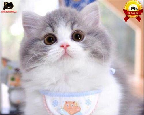 小猫爪子能否剪（揭开宠物剪爪的奥秘）