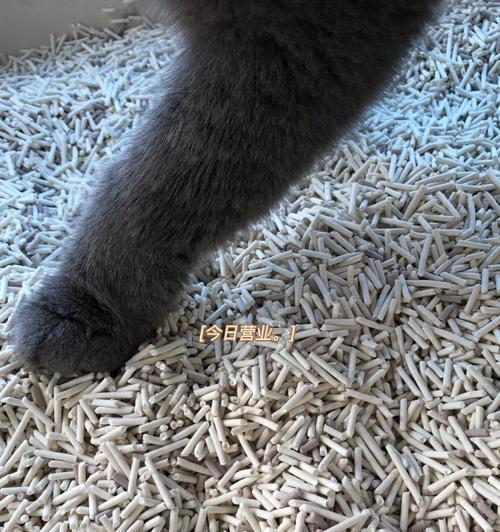 猫咪的习惯行为——为何会在小猫爪子上蹭屎（深入探究猫咪的行为习惯）