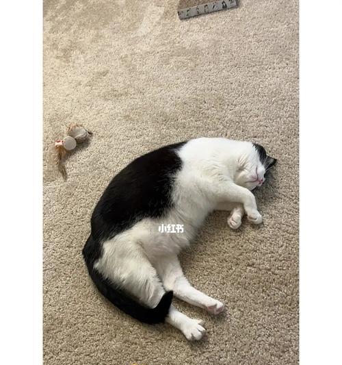 小猫仔电动里热死悲剧（从热死小猫仔看宠物饲养的重要性）