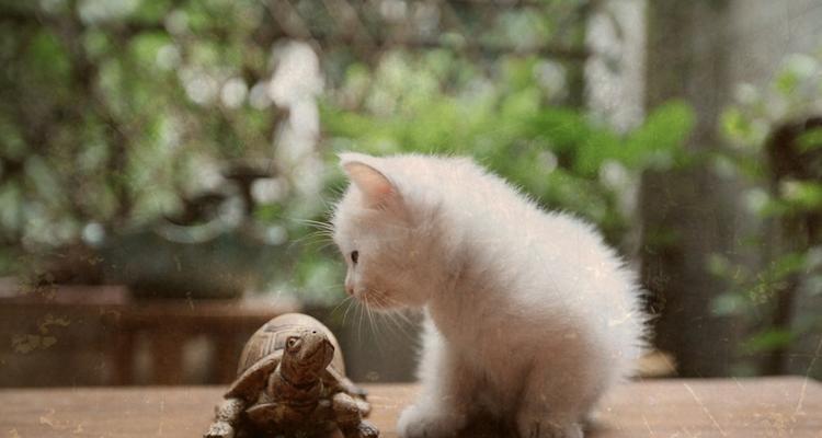 孤单的小猫（一只小猫的孤独之旅）