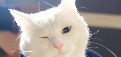 小猫总流眼泪怎么办（如何帮助小猫缓解流泪的困扰）