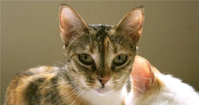 小猫总流眼泪，可能是因为它……（宠物也有心情）