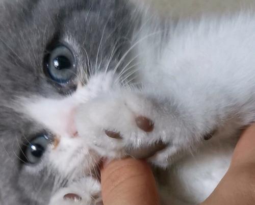 小猫总流眼泪，可能是因为它……（宠物也有心情）
