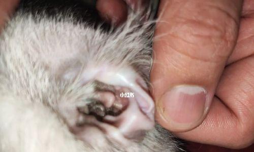 小猫总挠耳根，是什么原因呢（宠物耳部疾病的症状和治疗方法）