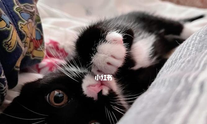 宠物小猫半夜玩耍的解决方法（如何让小猫在晚上保持安静）