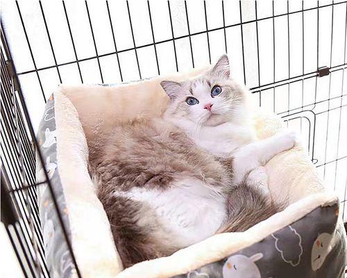 小猫总是吐，这是为什么（原因）