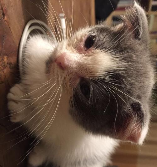 小猫为什么总是有眼屎（探究小猫眼屎多的原因及如何预防）