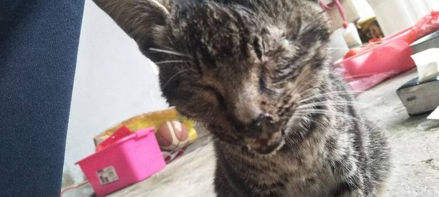 小猫为什么总是有眼屎（探究小猫眼屎多的原因及如何预防）